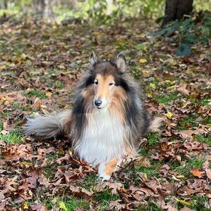 New and Redeemed Bags